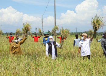 Padi Varietas Sunggal Tingkatkan Hasil Panen Jatim